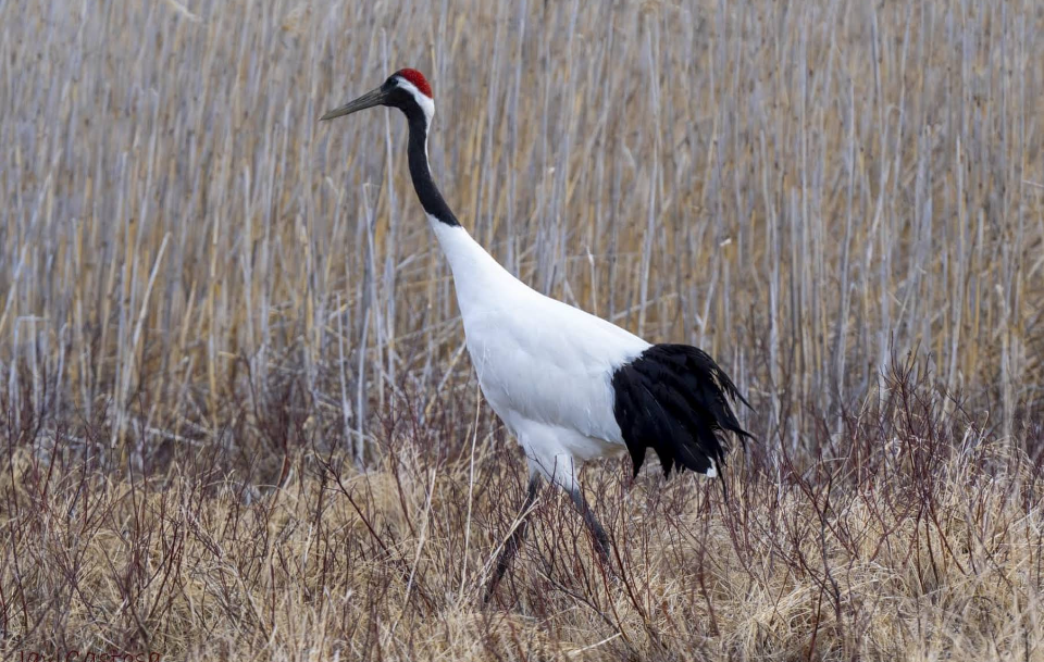 鶴居村の「タンチョウ鶴」